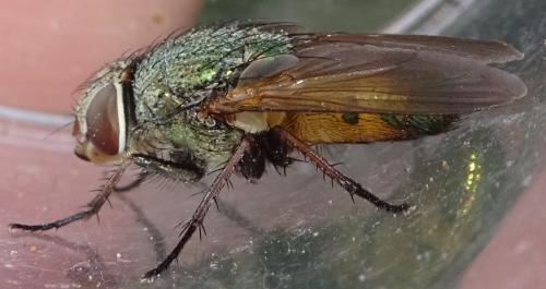 Rhyncomya zernyana